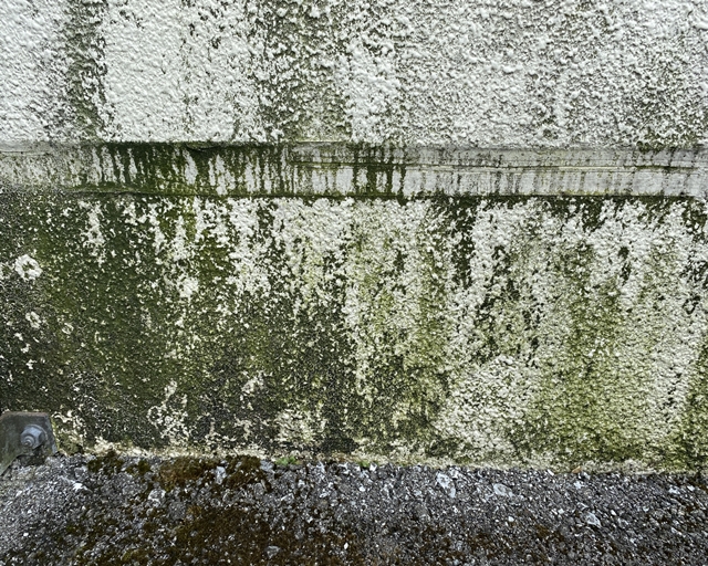 外壁の苔、放置はNG！原因と対策を徹底解説