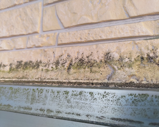 外壁カビの原因と対策を徹底解説！放置はNG！適切な掃除方法で美観と建物を守ろう