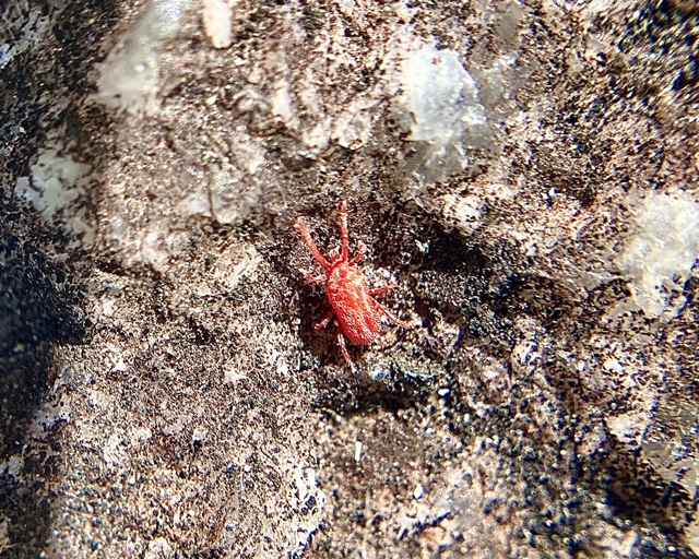 【大阪】サイディングとダニの関係性：驚きの実態と効果的な対策法