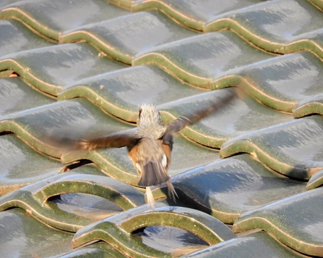 瓦屋根の葺き替え工事：メリットとデメリットを徹底解説