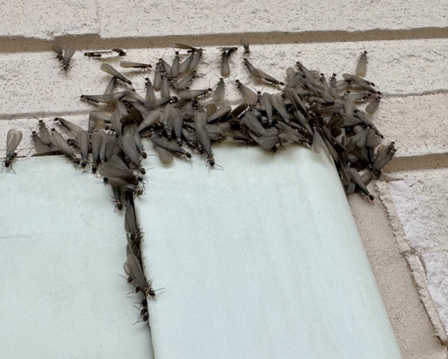 外壁のシロアリ対策を徹底解説！費用、予防、駆除、業者選びの全知識